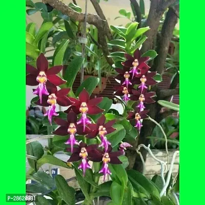 Platone Orchid Plant VANDA_0 PUY34-thumb0