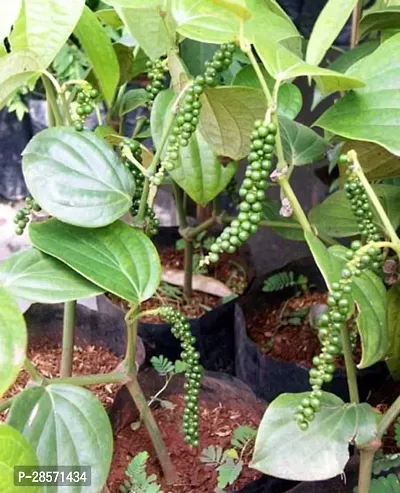 Platone Black Pepper Plant Black Pepper Panniyur 1 Black-Pepper Spice Plant, Piper Nigrum Live Plant