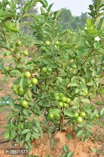 Platone Guava Plant Hybrid Thai Variety Guava Grafted Live Plant. v6