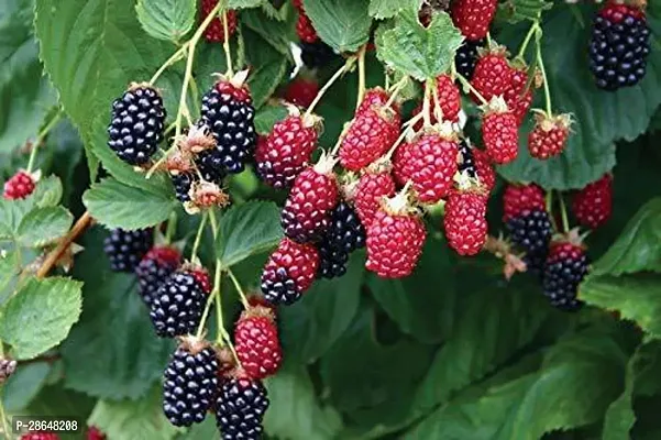 Platone Berry Plant Exotic Dwarf Blackberry Plant Rubus fruticosus 2 Healthy Live Plant With Plastic Bag