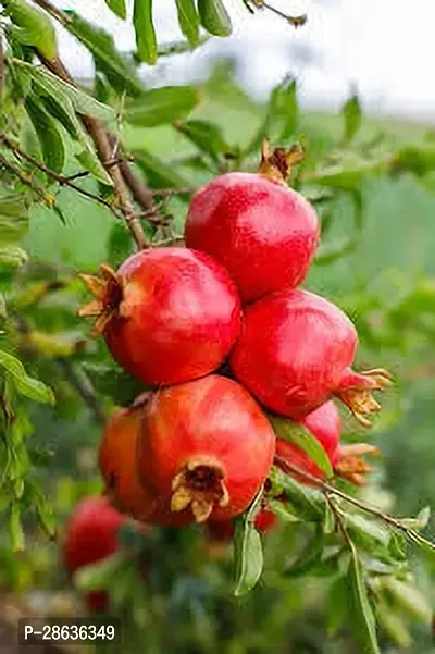 Platone Pomegranate Plant BEDANA PLANT DC