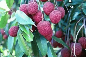 Platone Litchi Plant Litchi Early Seedless Variety Lychee Fruit (Air layeredGrafted) Live PlantsTree(1-1.5 Ft Size)-thumb1