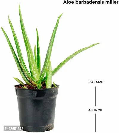 Platone Aloe Vera Plant Aloe Vera Plant-thumb2