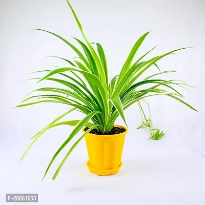 Platone Spider Plant Spider Plant, Chlorophytum Comosum Green