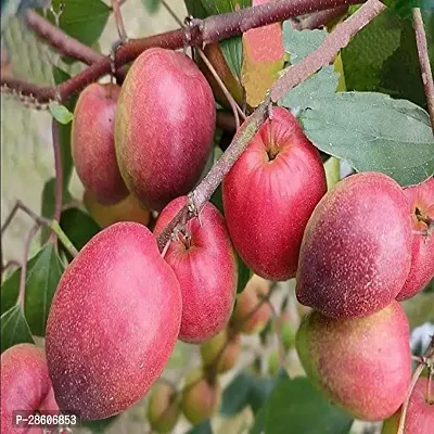 Platone Apple Plant Jujube Miss India Apple Ber Variety Fruit Grafted Live Plants Tree(1-1.5 Ft Size)