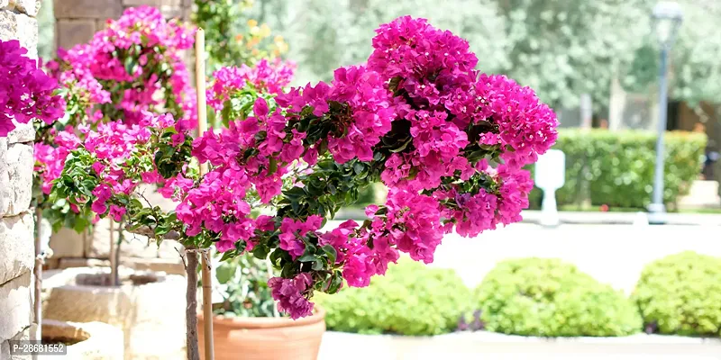 Platone Bougainvillea Plant bougainvillea plant 760