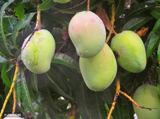 Platone Mango Plant Kishan Bhog Mango Plants Hybrid and Dwarf Variant-thumb0