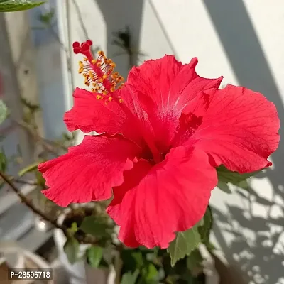 Platone Hibiscus Plant Hibiscus Red Live Flower Plant Disha-90008