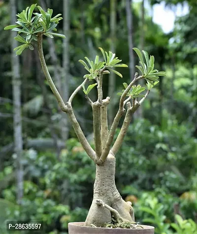 Platone Adenium Plant adenium plant 759-thumb0