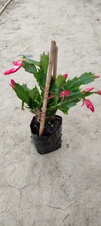 Platone Christmas Cactus Plant Christmas cactus live plant-thumb1