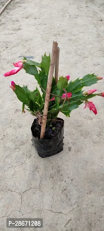 Platone Christmas Cactus Plant Christmas cactus live plant-thumb2