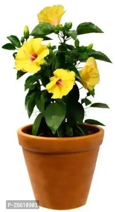 Platone Hibiscus Plant Yellow Hibiscus plant-thumb0