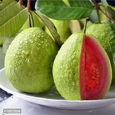 Platone Guava Plant Guava plant-thumb2