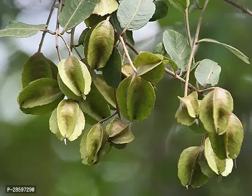 Platone TerminaliaArjuna Plant Arjun