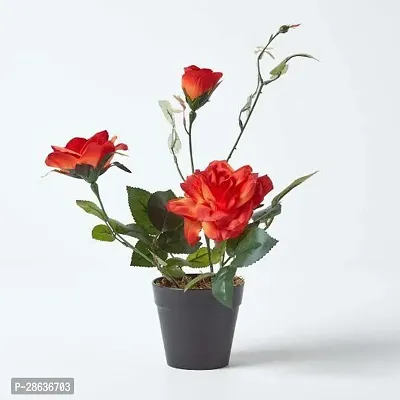 Platone Rose Plant Orange rose