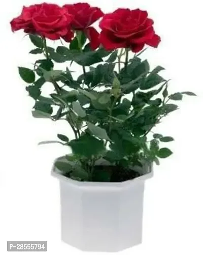 Platone Rose Plant rv01-thumb0