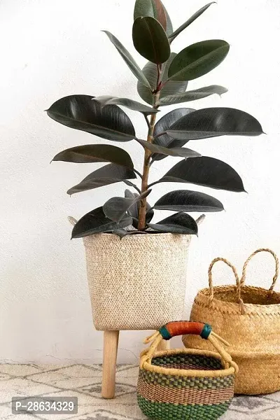 Platone Rubber Tree rubber r6