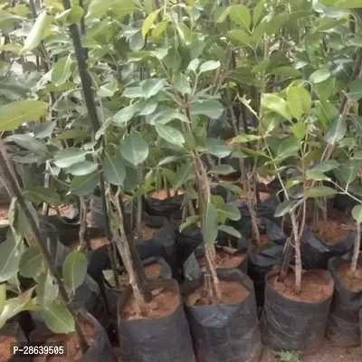 Platone Jamun Plant Jamun Plant