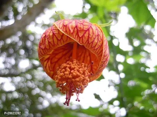 Platone Hibiscus Plant hibiscus28-thumb0