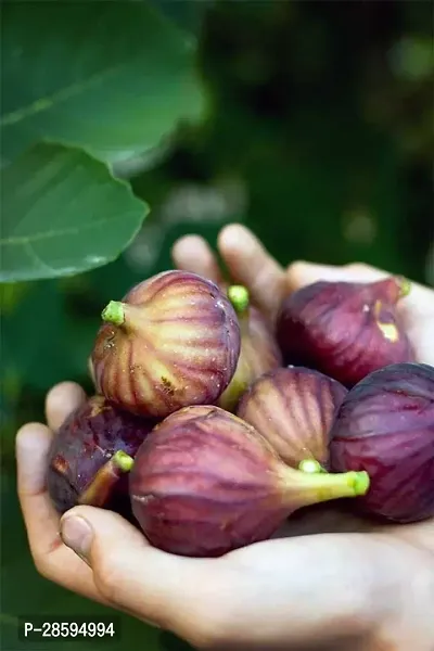 Platone GularCluster Fig Plant Anjeer Plant-thumb2