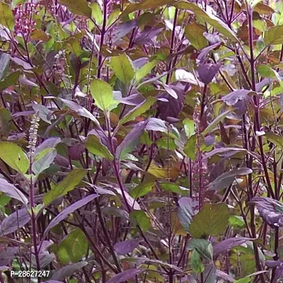 Platone Tulsi Plant Shyama Tulsi Herb Plant