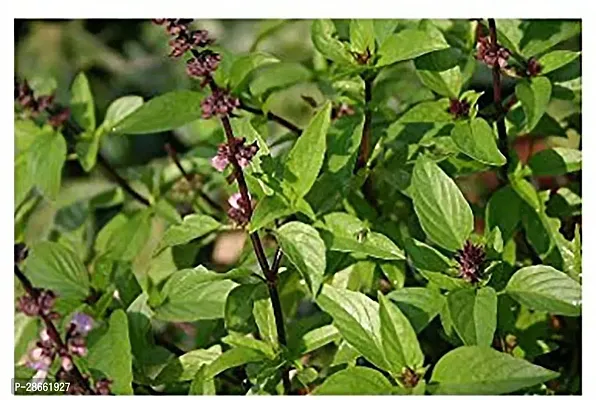 Platone Tulsi Plant GardensLive Rama TulsiTulsa Holy Plant- Medicinal Plant 1 Healthy Live Plant With Plastic Bag-thumb0