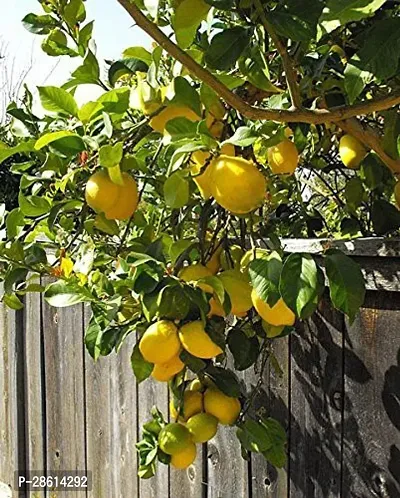 Platone Lemon Plant 231