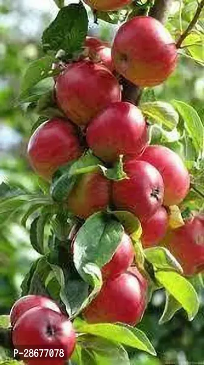 Platone Apple Plant Red Delicious apple-thumb2