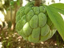 Platone Custard Apple Plant Custard Apple-thumb1