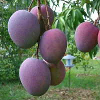 Platone Mango Plant Palam Mango Plant-thumb1