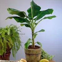 Platone Banana Plant Red Banana Fruit Plant A-thumb1