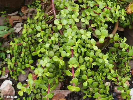 Platone Jade Plant Jade Plant-thumb0