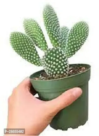 Platone Bunny Ear Cactus Bunny Ear Cactus-thumb0