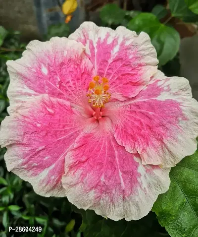 Platone Hibiscus Plant Hibiscus Hybrid Live Flower Plant Disha-90061