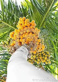 Platone Betel NutSupari Plant BETEL NUT PLANT 8-thumb1