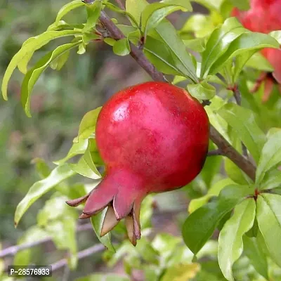 Platone Pomegranate Plant _GO54665687