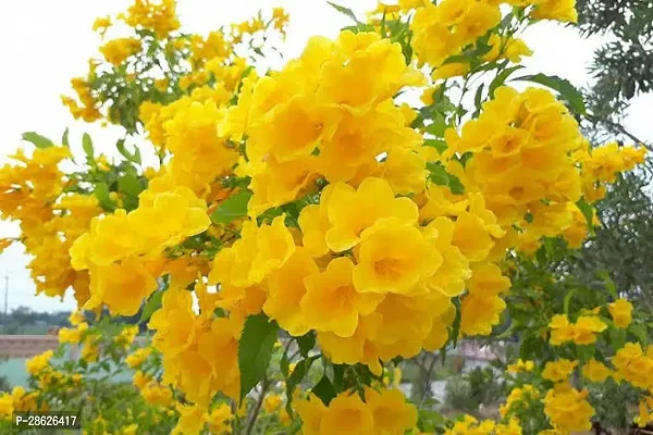 Platone Tecoma Plant TECOMA YELLOW BELLS LIVE FLOWER PLANT(HYBRID,PACK OF 1)