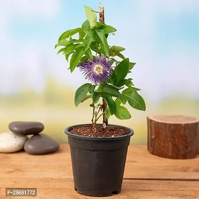 Platone Puplet Plant Krishna Kamal, Passion flower, Passiflora incarnata (Purple) --thumb0