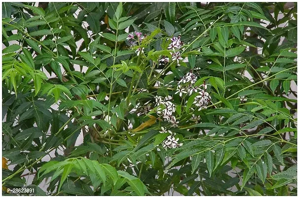 Platone Cherry Fruit Plant Gardens Live BakayanBakandMelia mahaneem azedarach Herbal Plant 1 Healthy Live Plant With Plastic Bag-thumb0