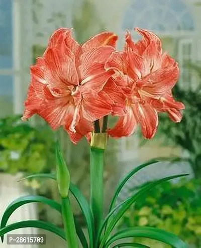 Platone Lily Plant REDISH LILY JUMBO