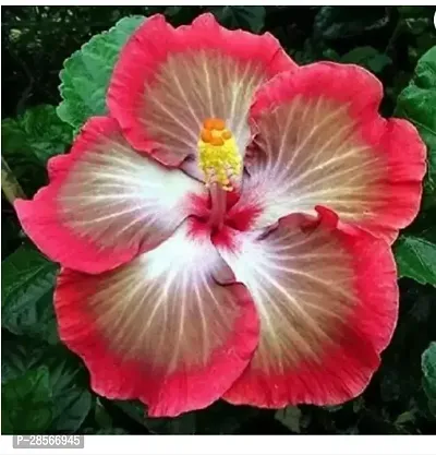 Platone Hibiscus Plant Hibiscus Plant ( Pakishtani Hibiscus Plant )-thumb0