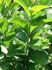 Platone Guava Plant GUAVA PLANT O159-thumb1