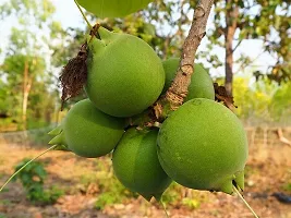 Platone Coconut Plant Wild Guava Plant-thumb2