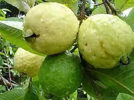 Platone Guava Plant GUAVA PLANT B44-thumb2