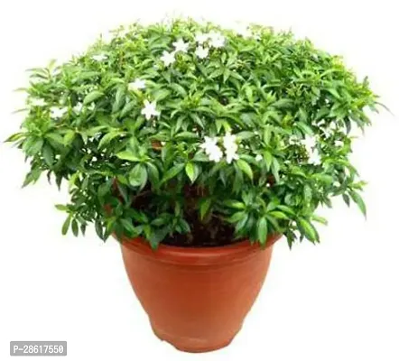 Platone Chandini Flowering Plant Chandni Flower Plant-thumb3