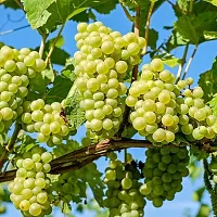 Platone Grape Plant GRAPES PLANT SSRRYY-thumb2