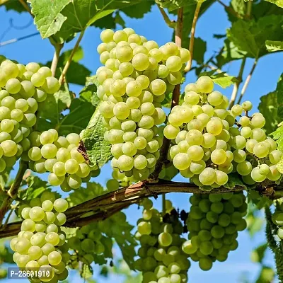 Platone Grape Plant GRAPES PLANT SSRRYY-thumb3