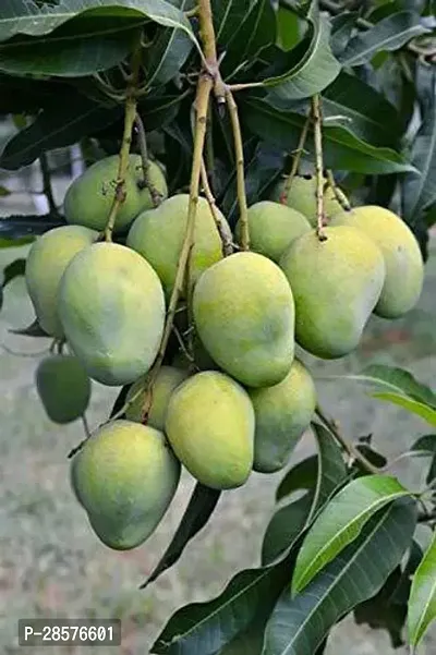 Platone Mango Plant HIMSAGAR MANGO PLANT-thumb0