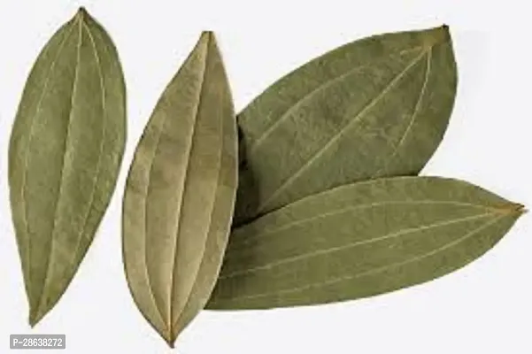 Platone Cinnamon Plant True Cinnamon, Tezpatta ka podha, Tamala Patram