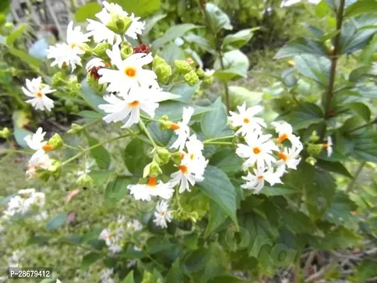 Platone ZZ Plant Night-flowering jasmineshiuli plant-12-thumb0